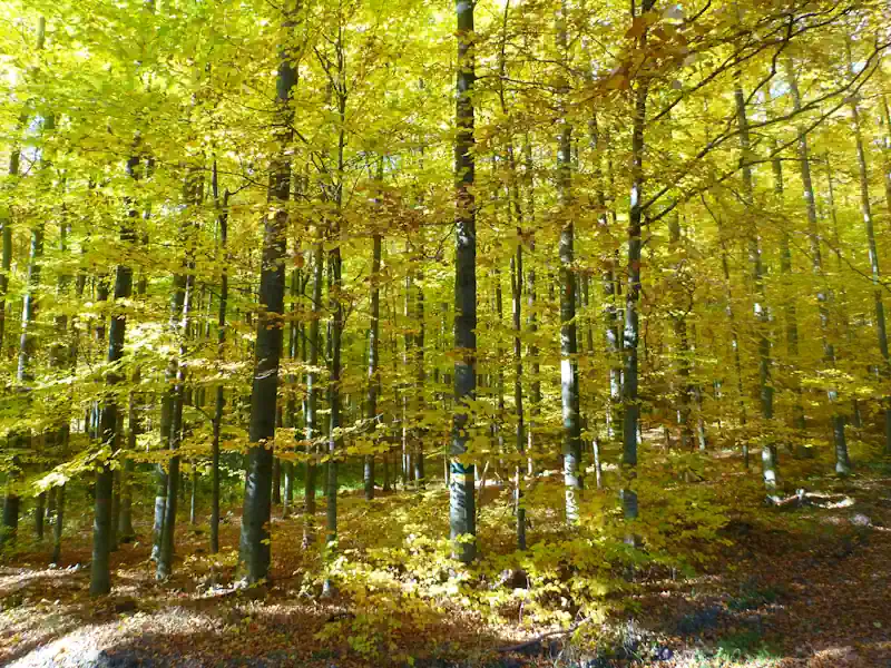 ferienhaus-umgebung-waldspaziergang