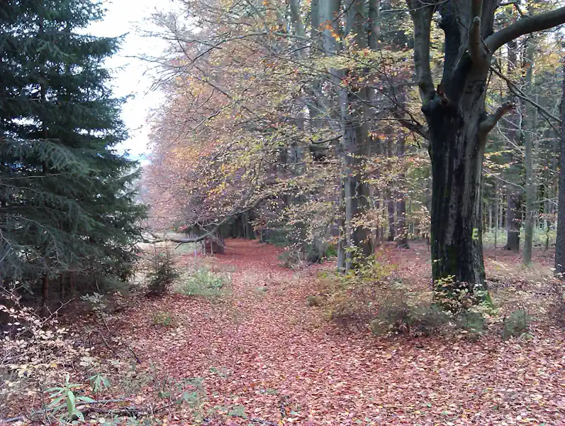 ferienhaus-wanderweg-wald